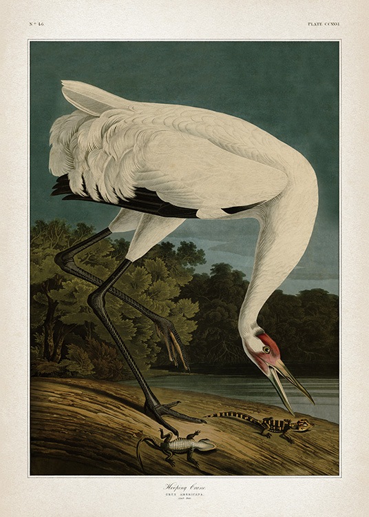 – Illustration of a whooping crane with a beige frame. 