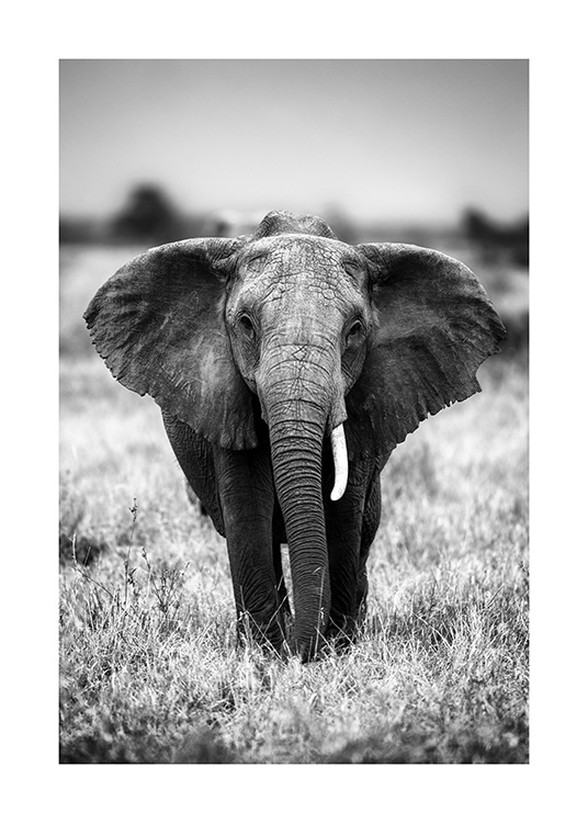 Elephant on the Savanna Poster