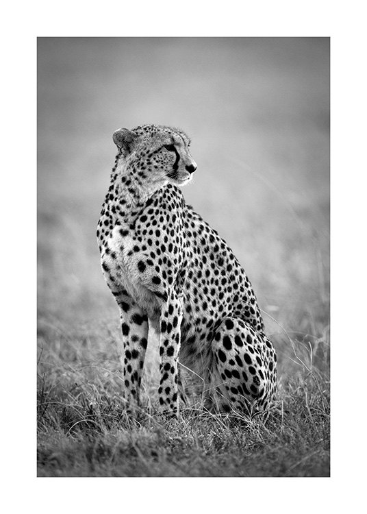 Cheetah B&W Poster / Animals at Desenio AB (12302)