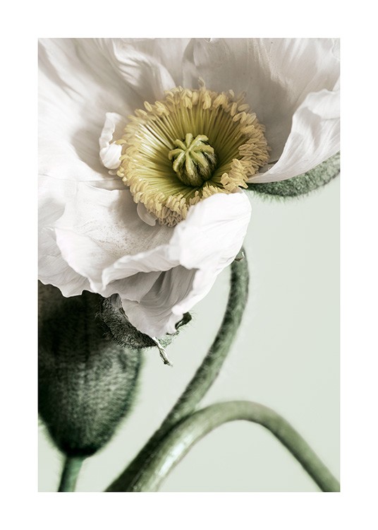 White Poppy Close Up Poster / Photographs at Desenio AB (12319)