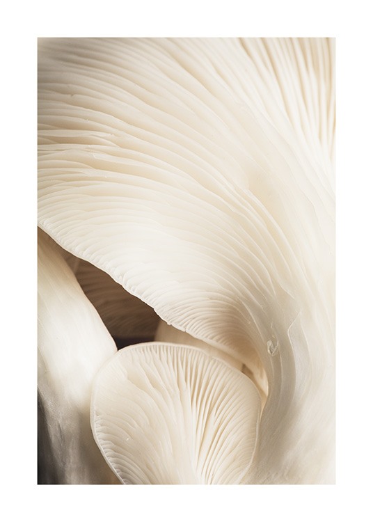 Beige Mushrooms Poster / Photographs at Desenio AB (12397)