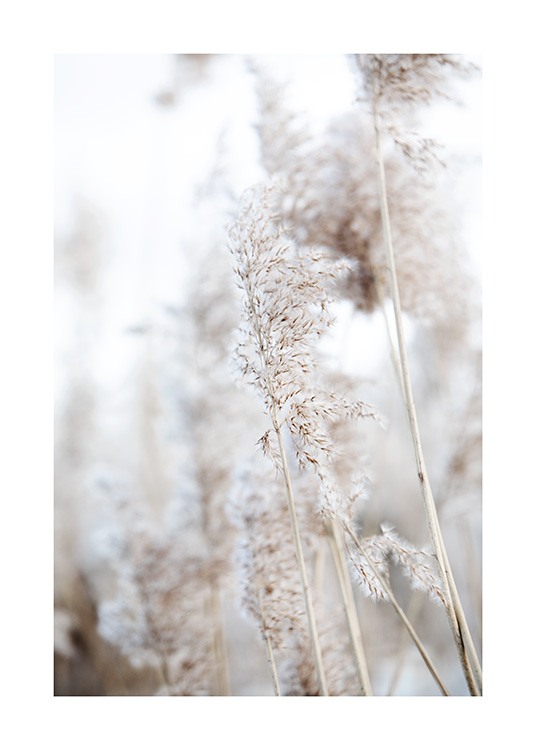  – Photograph of reeds in beige with one in focus and the background is blurred