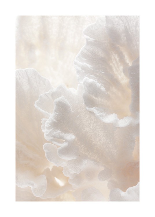 Delicate Coral Poster / Nature prints at Desenio AB (12431)