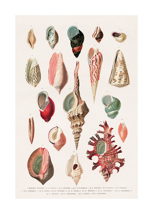 Vintage Seashells No1 Poster