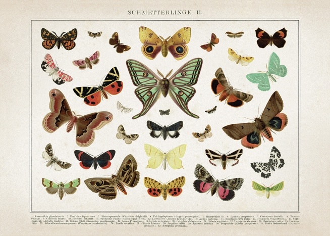 Vintage Butterflies No2 Poster / Retro & vintage at Desenio AB (12554)
