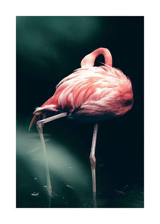 Wild Flamingo Poster / Photographs at Desenio AB (12566)