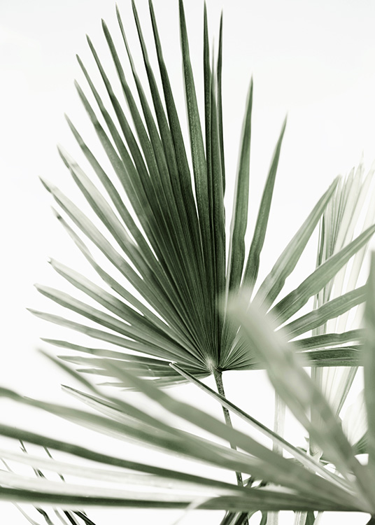 Tropic Palm Poster