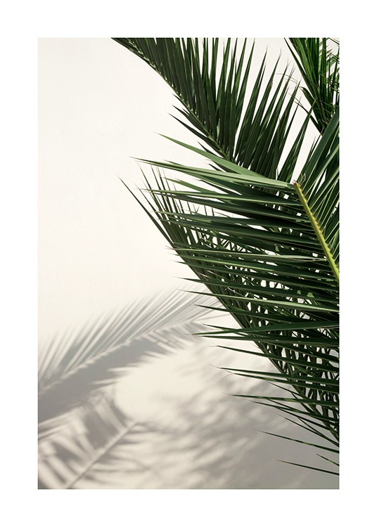 Palm Shadow Poster