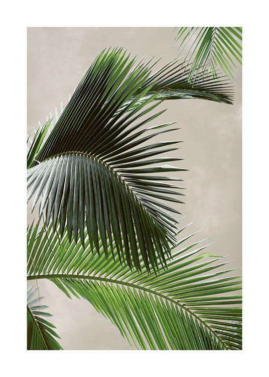 Tropical Palm Poster / Photographs at Desenio AB (12570)