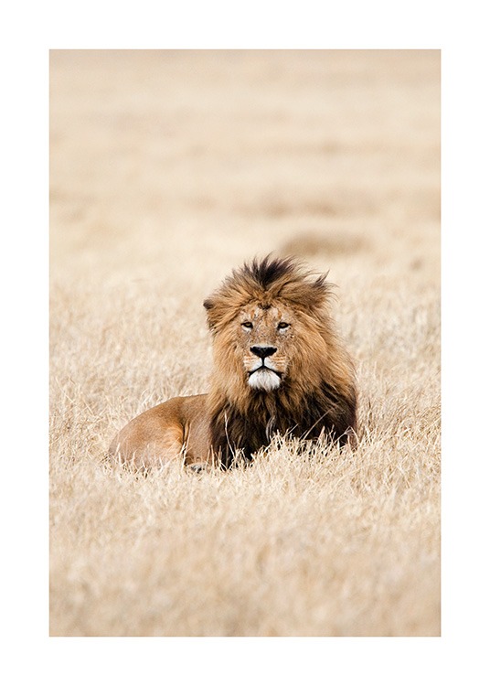 Lion King Poster / Photographs at Desenio AB (12573)