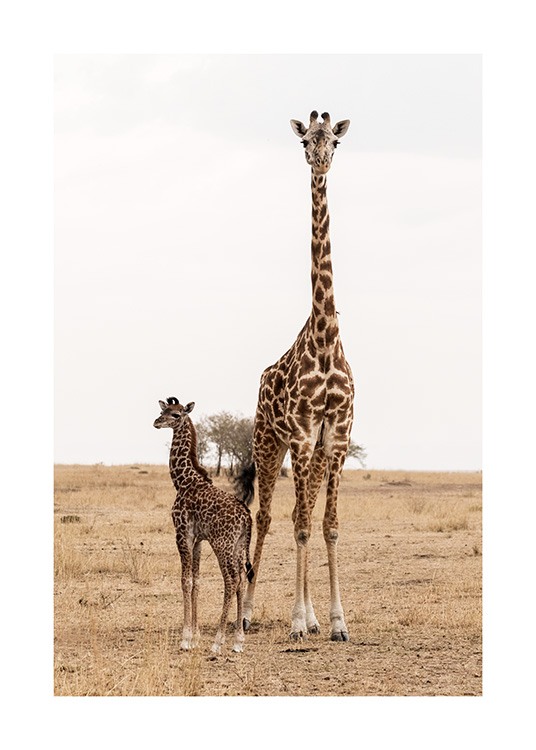 Mother and Baby Giraffe Poster / Photographs at Desenio AB (12578)
