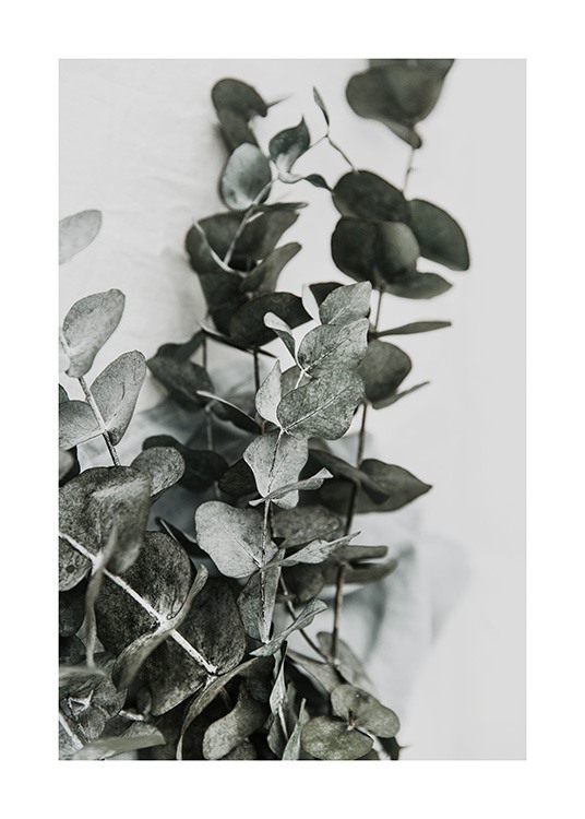 Eucalyptus Bouquet No2 Poster