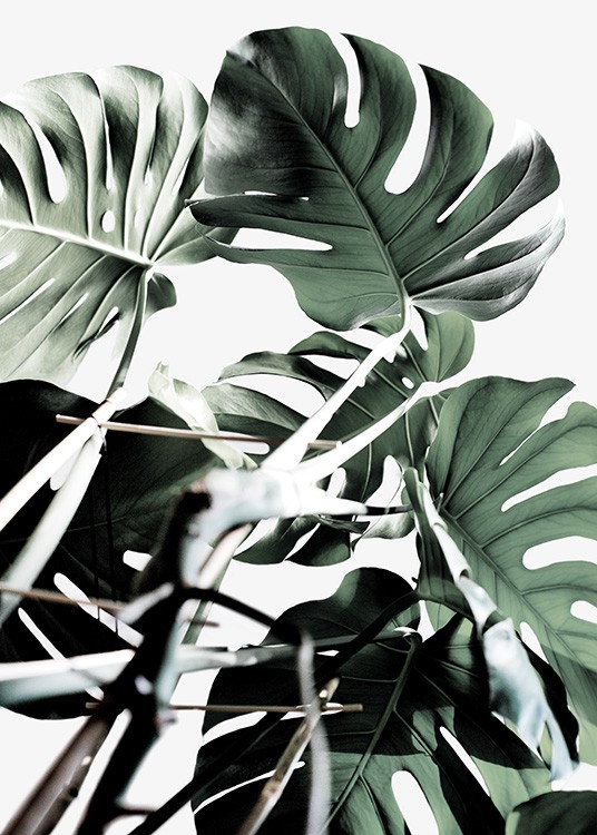 Monstera Cluster Poster