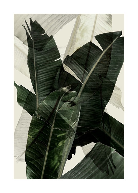 Banana Leaf Shades No2 Poster