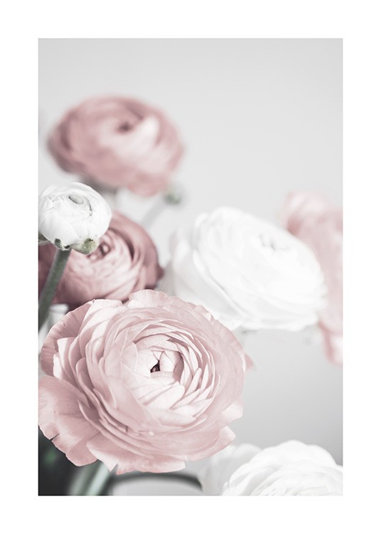 Lovely Roses Poster / Photographs at Desenio AB (12654)
