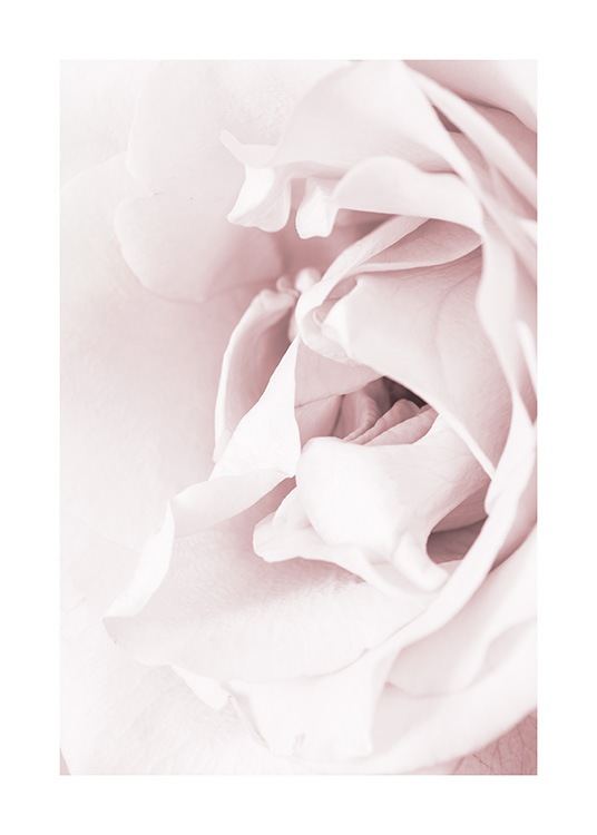 Blossoming rose Poster / Photographs at Desenio AB (12659)