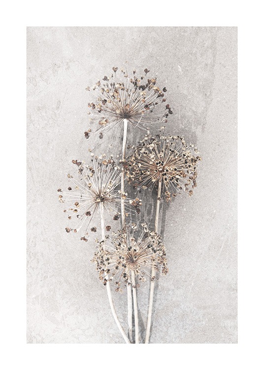 Dried Allium Flowers No2 Poster / Photographs at Desenio AB (12662)