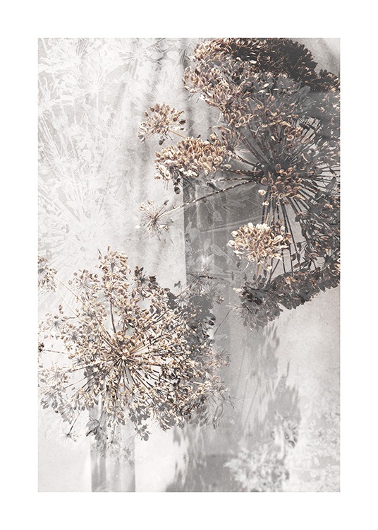 Dried Giant Hogweed No1 Poster / Photographs at Desenio AB (12663)