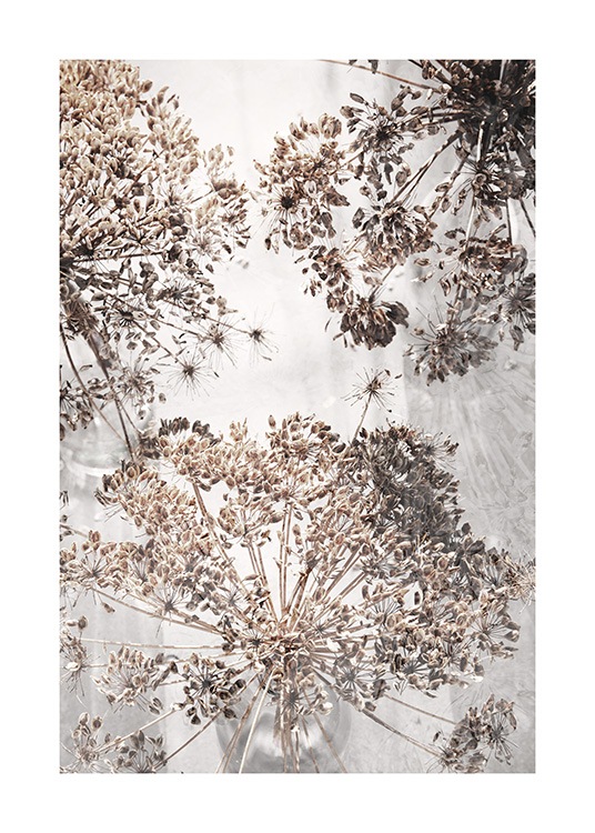 Dried Giant Hogweed No2 Poster / Photographs at Desenio AB (12664)
