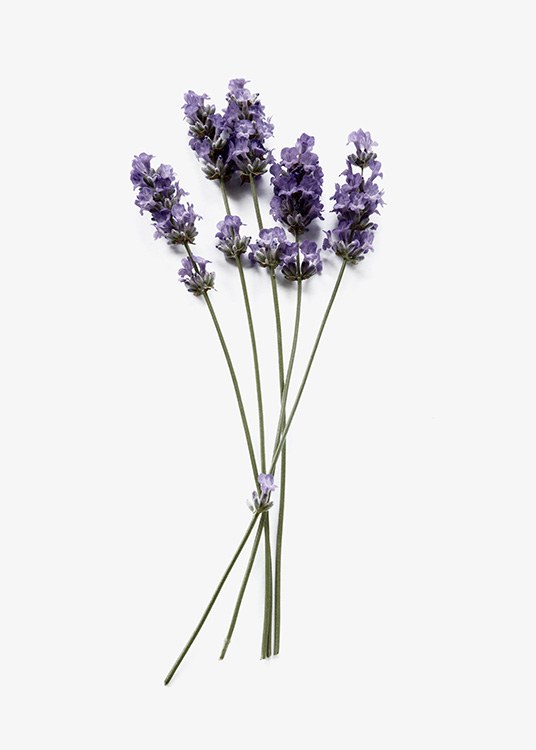 Bunch of lavender flowers on a light grey background