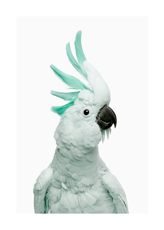Animal poster with a light green cockatoo with a black beak