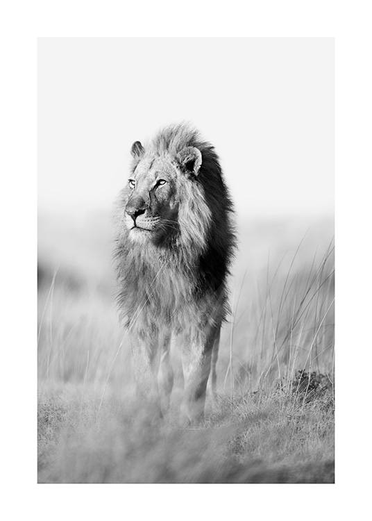 Black and white nature design with a photo of a lion walking on the savannah