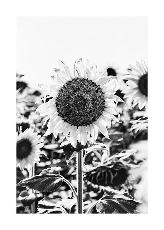 Sunflower B&W Poster Black and white sunflower Desenio.co.uk