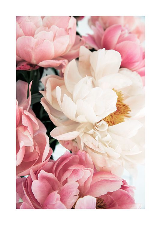 Botanical close-up of large peonies in white and pink