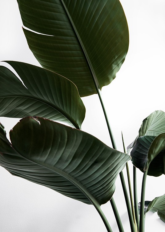Photo of large, dark green leaves on a light grey background