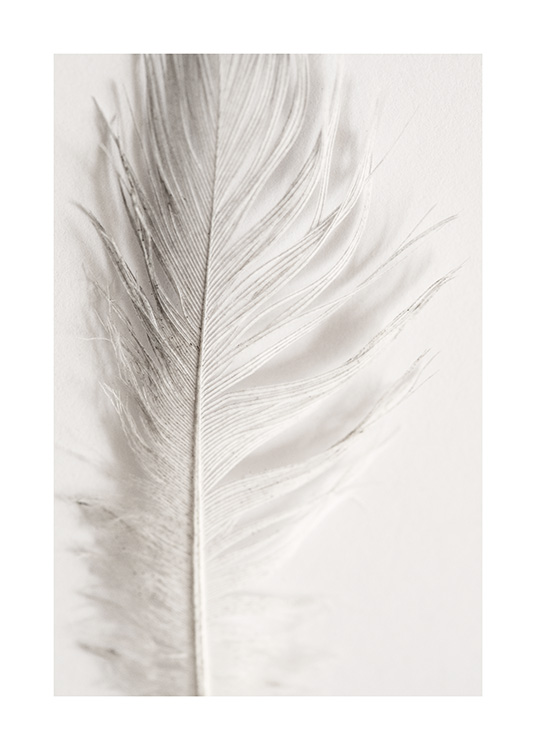 Close up photograph of a white feather on a light grey background