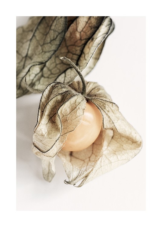 Photograph with detailed close up of a physalis against a light background