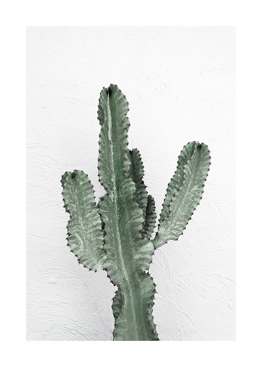 Photograph of green cactus against a white wall
