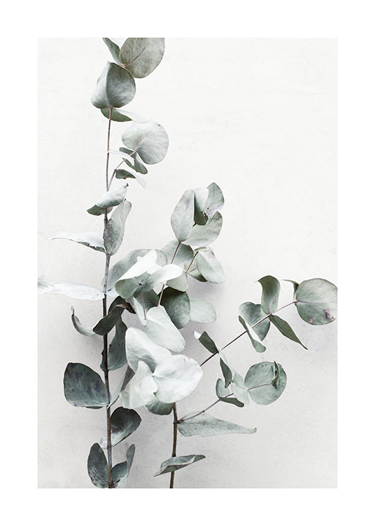  – Photograph of eucalyptus branches with a light grey wall background