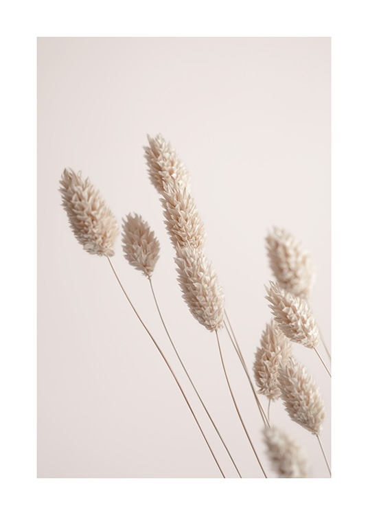 Photograph of beige dried grass with a light pink background behind