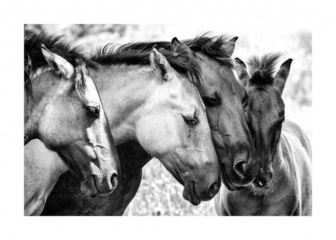 Black and white photograph of horses in group holding their heads against each other