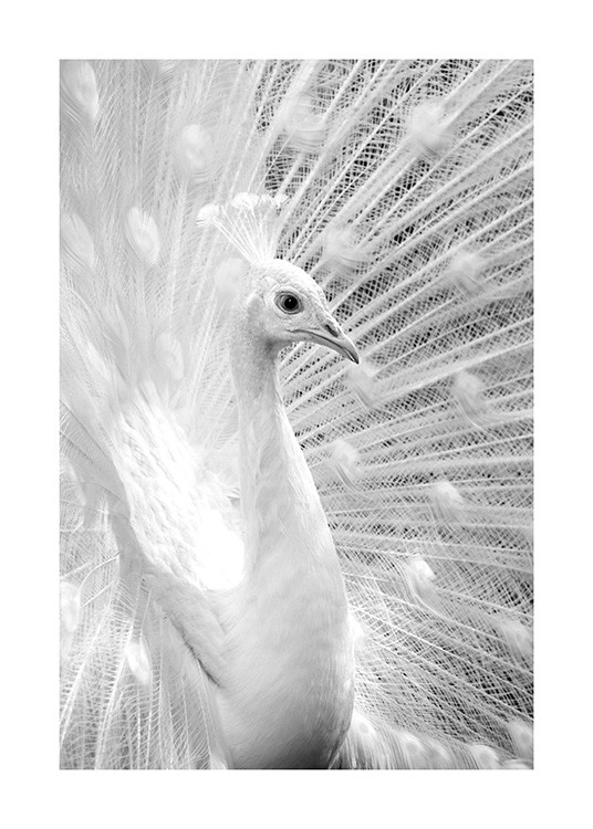 Black and white photograph with white peacock