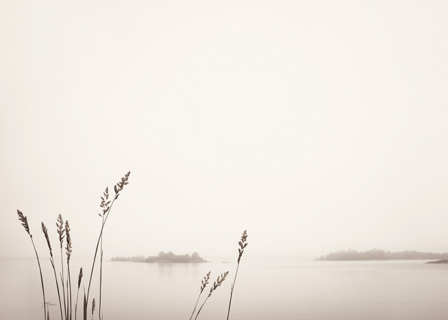 - Photograph of reeds by a foggy lake in beige, with small forests in the background