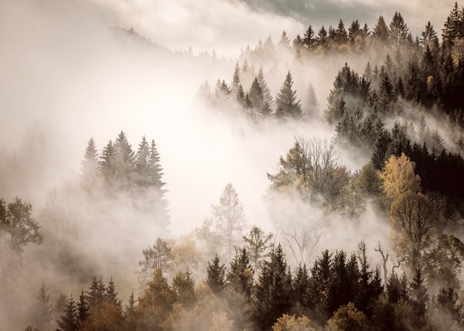  - Photograph of forest with mist and fog hanging over it