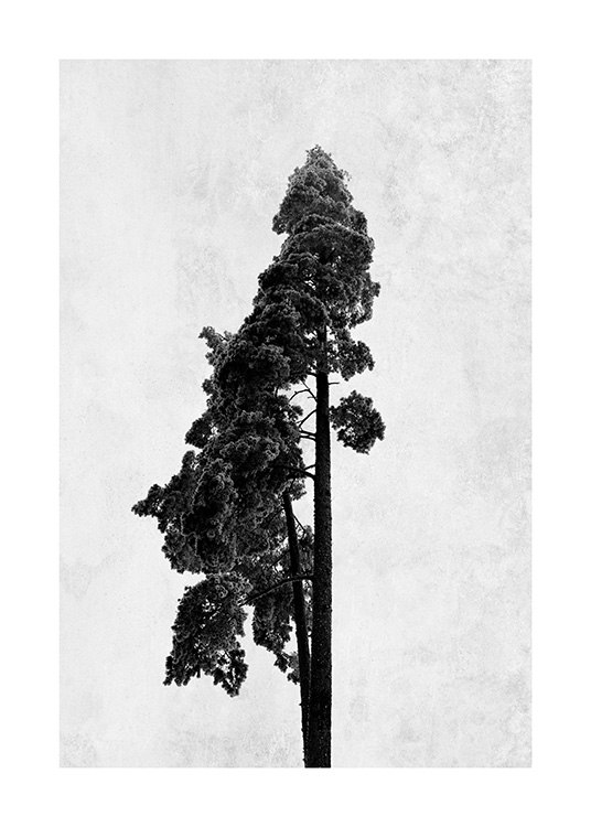  - Photo art in black and white with a pine tree on a grey concrete background
