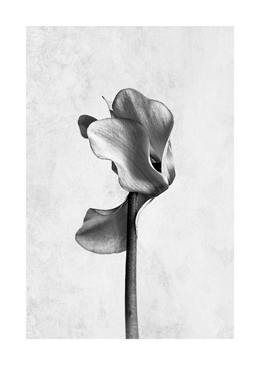 - Photo art in black and white with a cyclamen flower against a grey concrete background