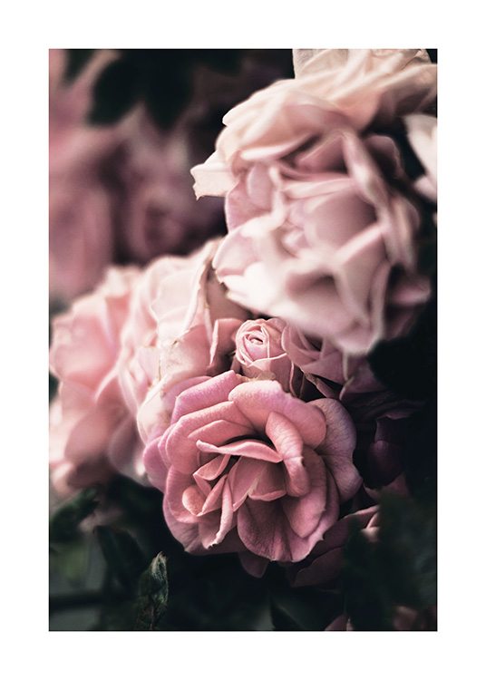  - Close up of group of pink roses with a blurry background and one flower in focus