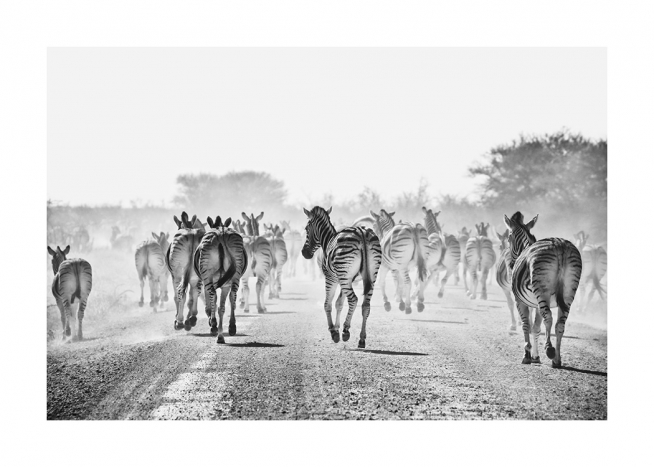  - Black and white photograph large herd of zebras walking down a dusty road