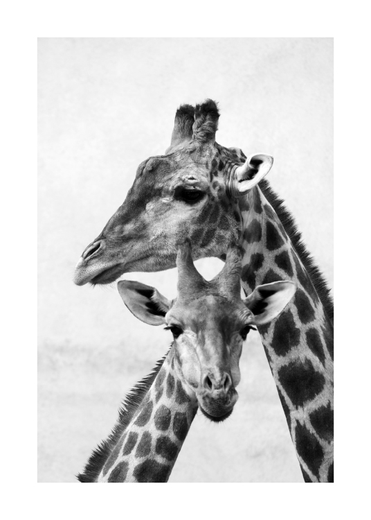 Giraffe Emotions Poster