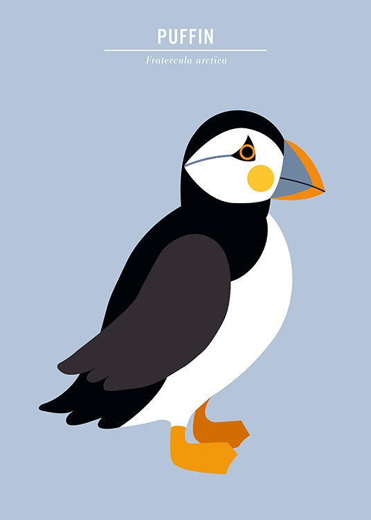  - Graphical illustration in blue with a puffin and text Puffin Fratercula arctica