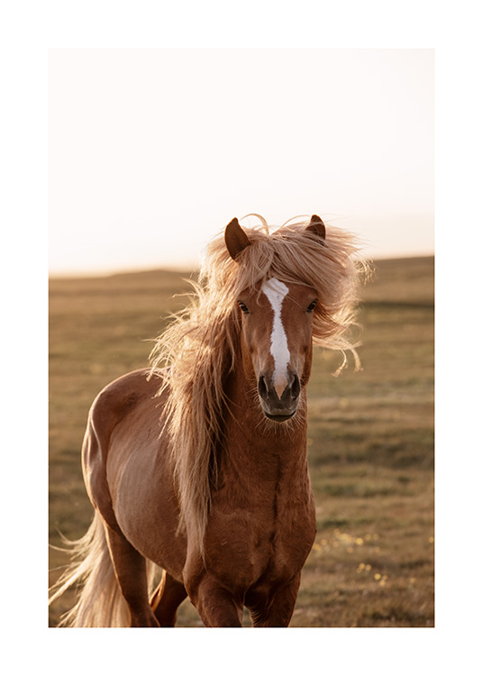  - Photograph of light brown horse in Iceland with green landscape in the background