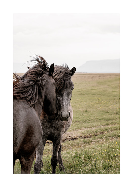  - Photograph from Iceland of two black horses holding their heads together