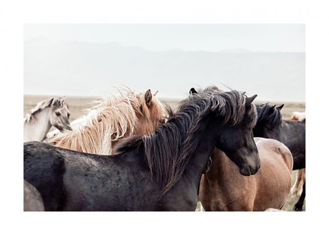 Horse Herd Poster