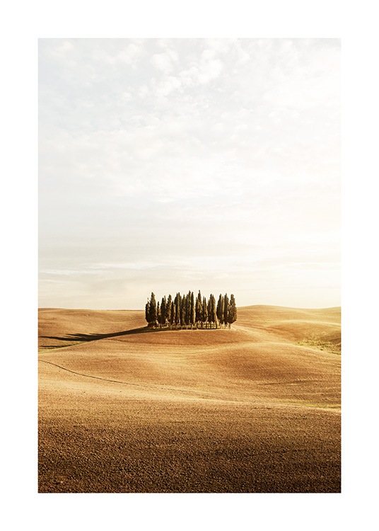  - Photograph of a yellow field with a group of trees in Tuscany, Italy