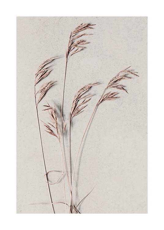  - Botanical photograph with dried grass in beige on a beige background