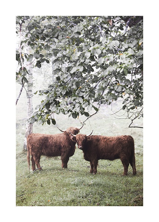  - Photograph of a tree hangong over two brown highland cows standing in a foggy grass meadow